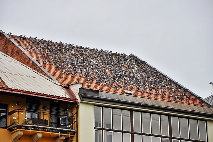 A2B Pest Control are able to install spikes to deter birds from roofs in Shadwell. 